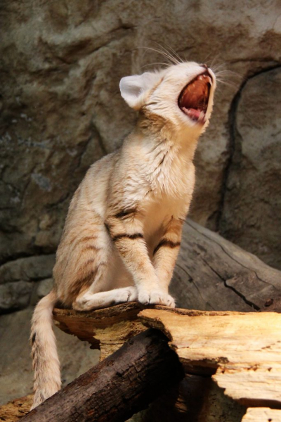 Дикие кошки