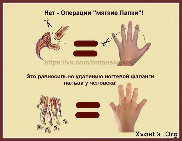 Удаление когтей у кошки