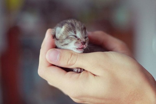 Гамавит для кошек