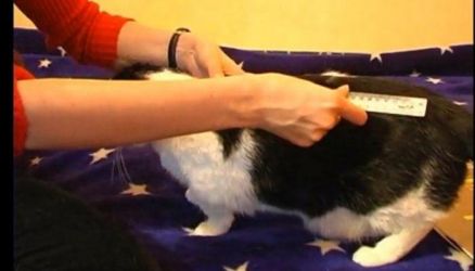 Одежда для кошек