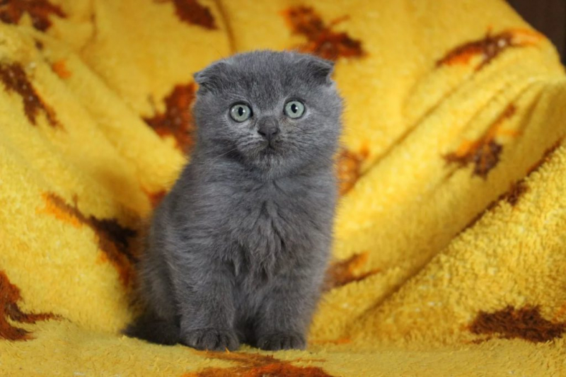 Шотландская вислоухая кошка