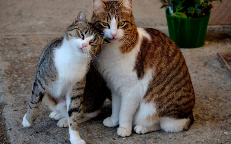 Как отличить кота от кошки