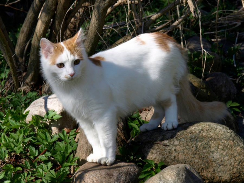 Кошка турецкий ванн