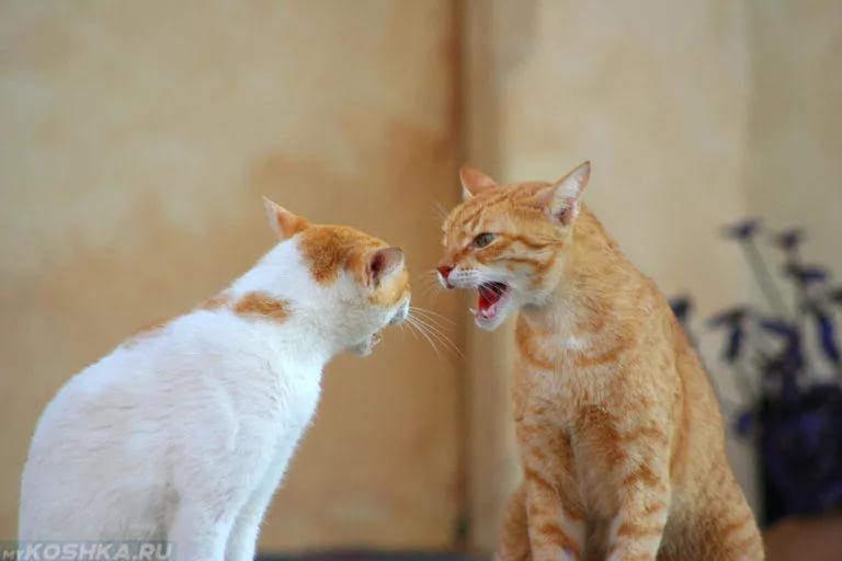 Кошка хочет кота что делать