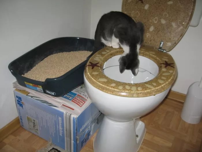 Как отучить кошку гадить