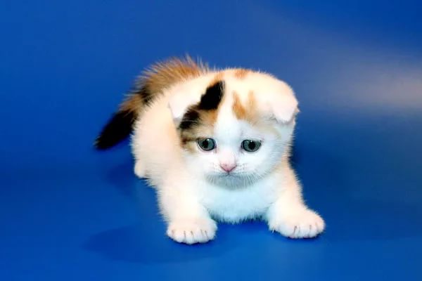 К чему снится белая кошка