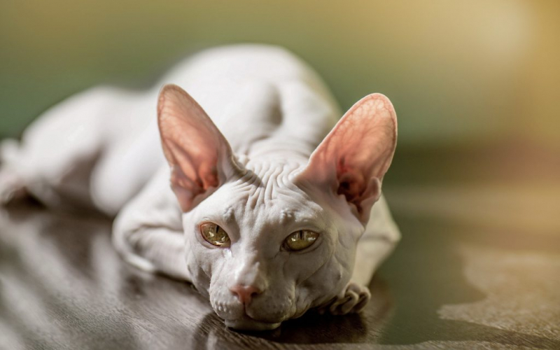 Кошка сильно линяет