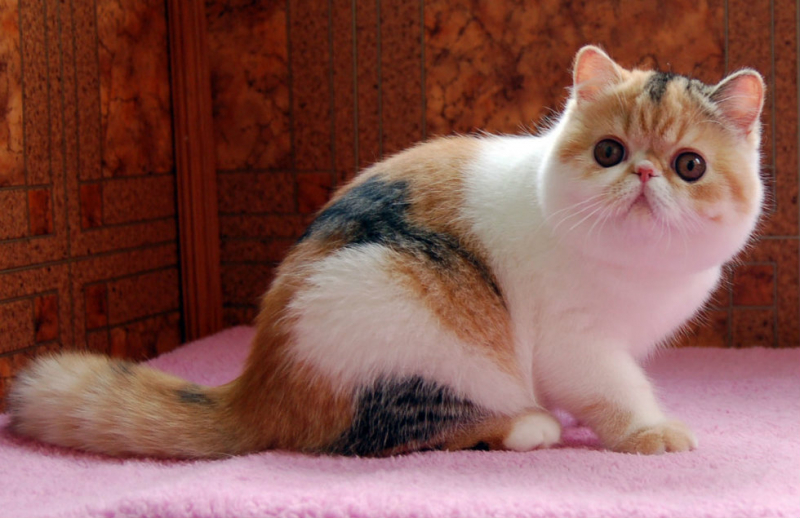 Экзотическая короткошерстная кошка