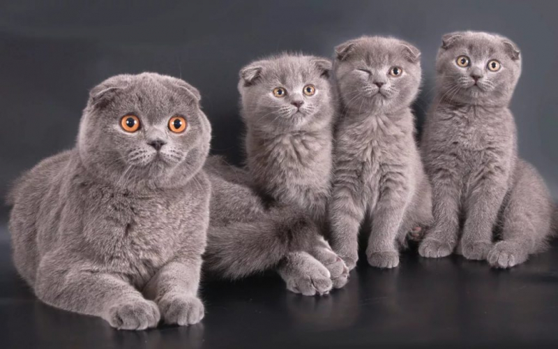 Вязка шотландских кошек