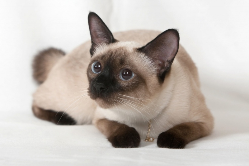 Сиамская кошка