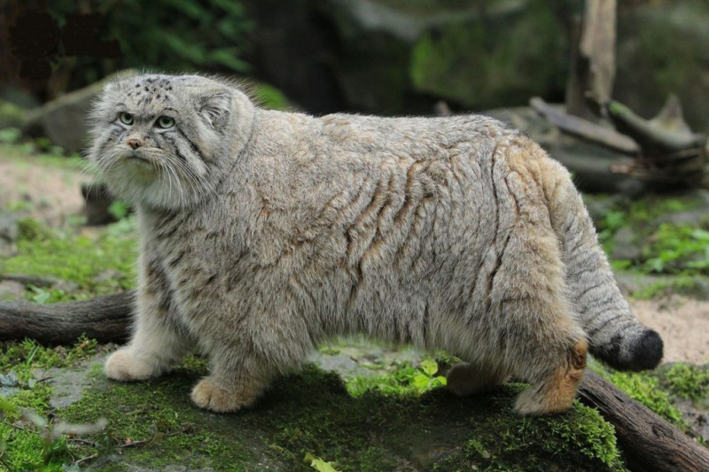 Дикие кошки