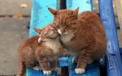 Акне у кошек