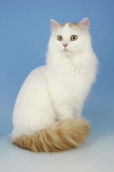 Кошка турецкий ванн