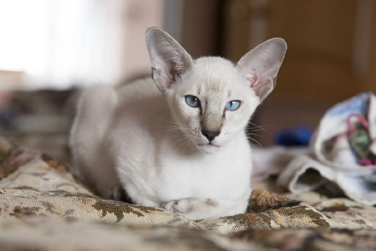 Ориентальная кошка