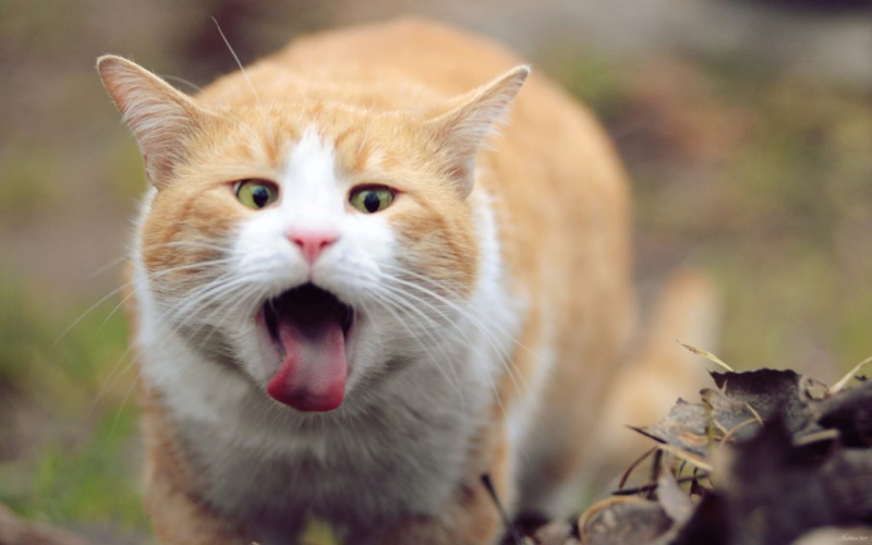 Кашель у кошки