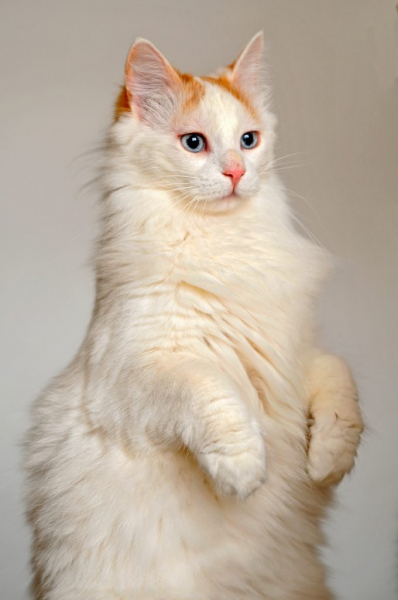 Кошка турецкий ванн