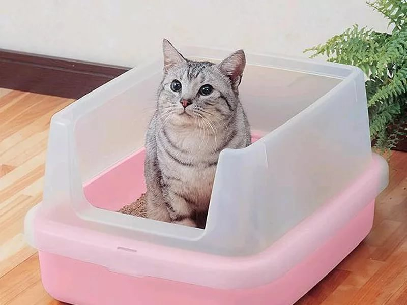 Как отучить кошку гадить