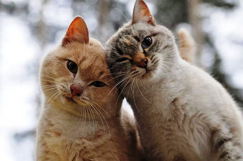 Как отличить кота от кошки