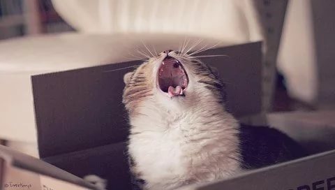 Кошка хочет кота что делать