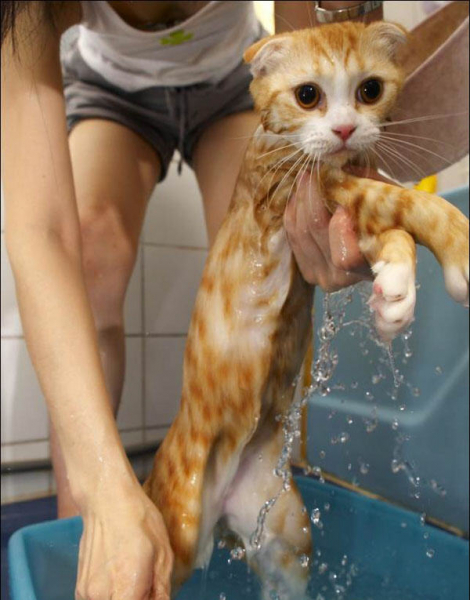 Как ухаживать за кошкой