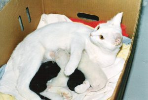 Роды у кошки