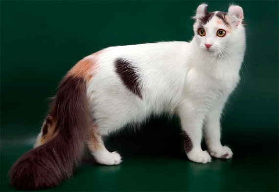Самые дорогие кошки
