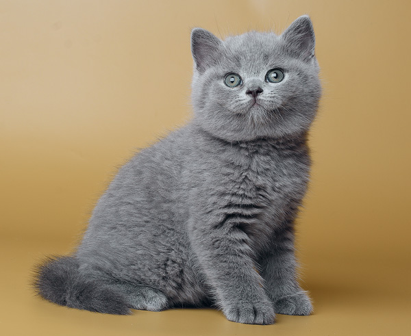 Имя для кошки