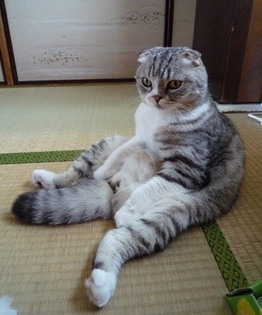 Вязка шотландских кошек