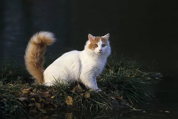 Самые умные кошки