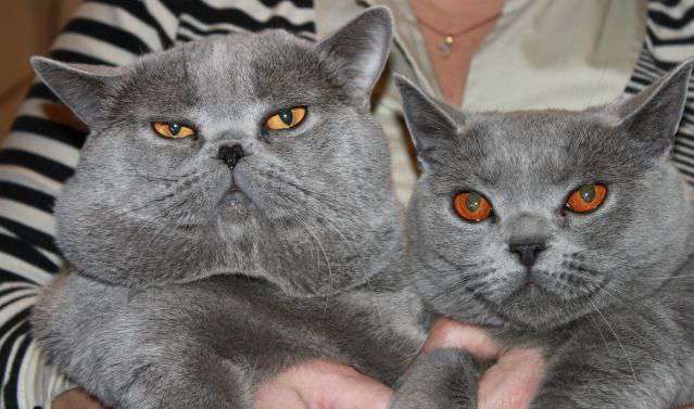Как отличить кота от кошки