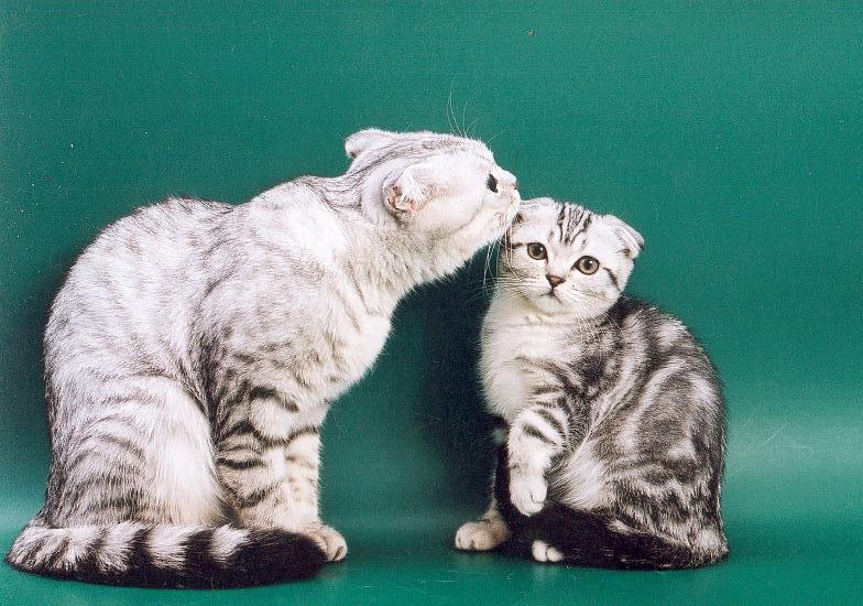 Вязка шотландских кошек