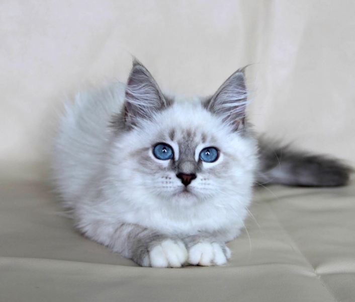 Невская маскарадная кошка