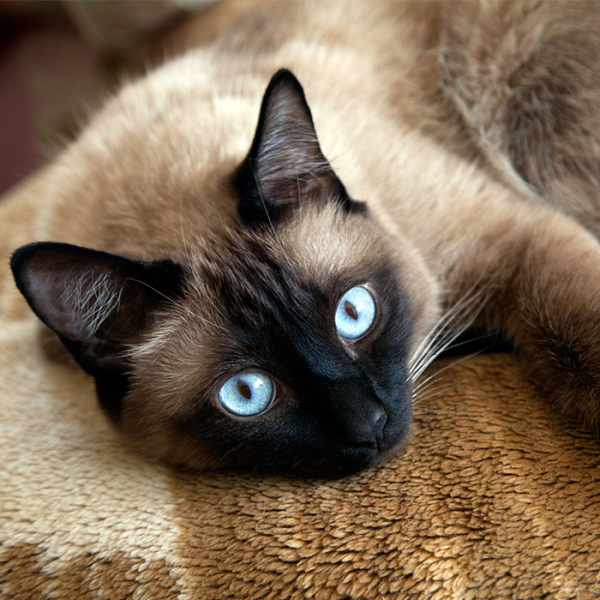 Сиамская кошка