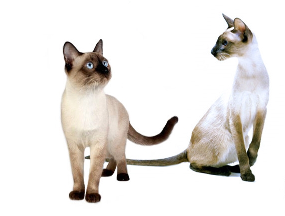 Тайская кошка