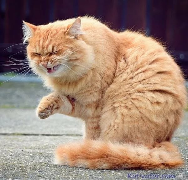 Кашель у кошки