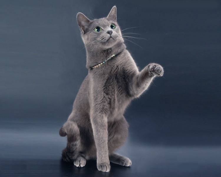 Самые дорогие кошки