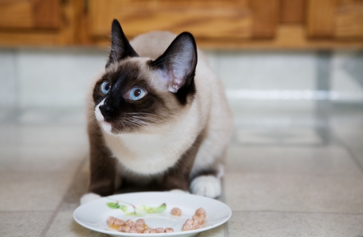 Сиамская кошка