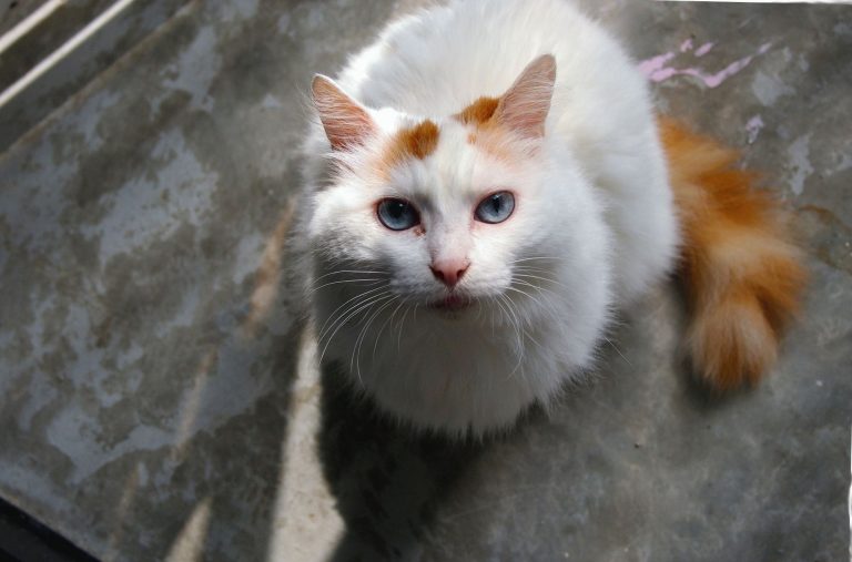 Кошка турецкий ванн