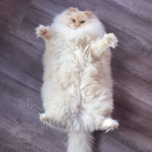 Фурминатор для кошек