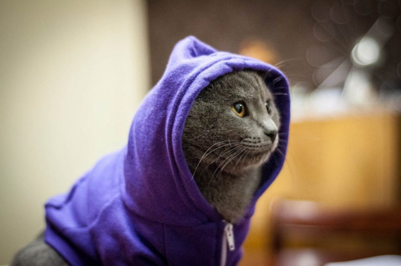Одежда для кошек
