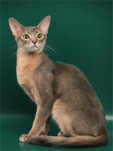 Абиссинская кошка