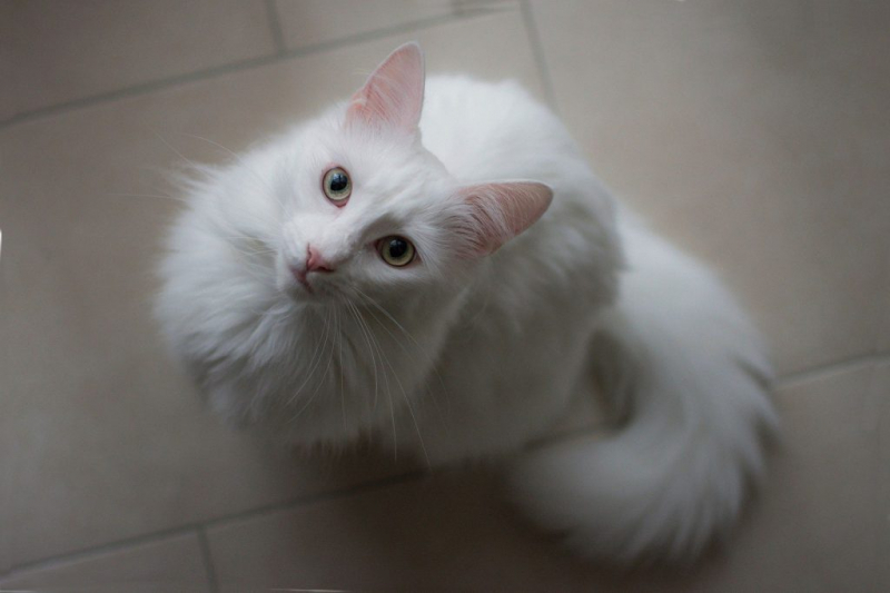 Кошки с большими ушами