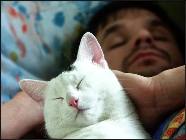 К чему снится белая кошка