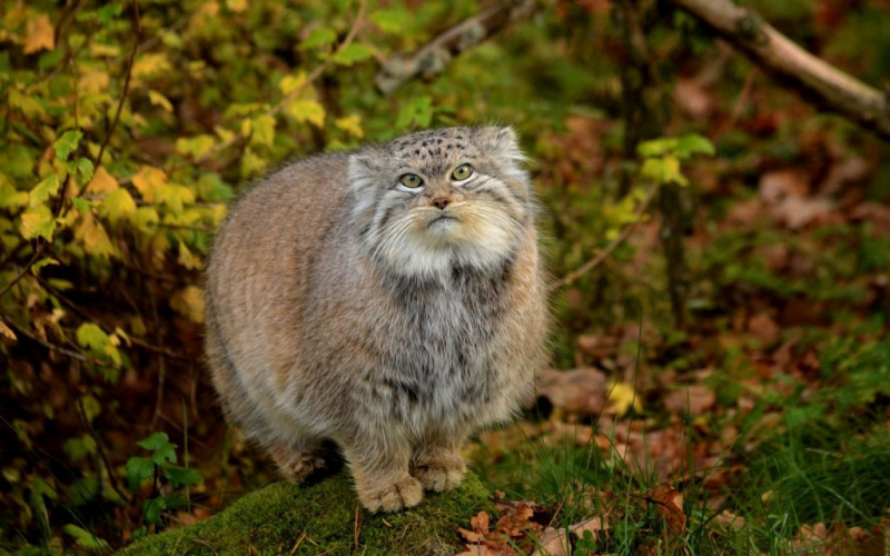 Дикие кошки