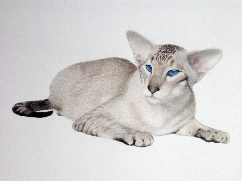 Сиамская кошка