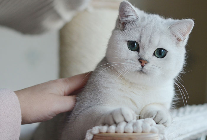 Британская шиншилла