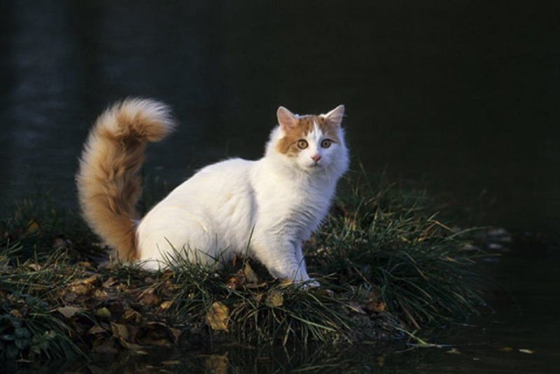 Кошка турецкий ванн