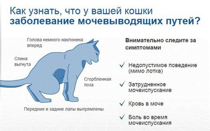 Кантарен для кошек