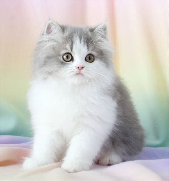 Имя для кошки