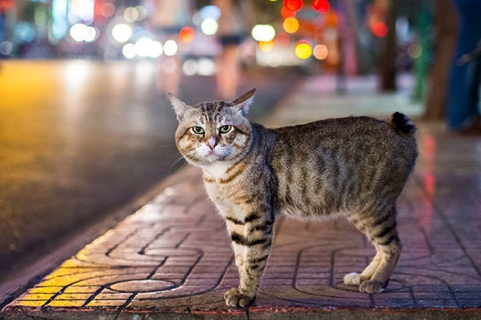 Кошки без хвоста